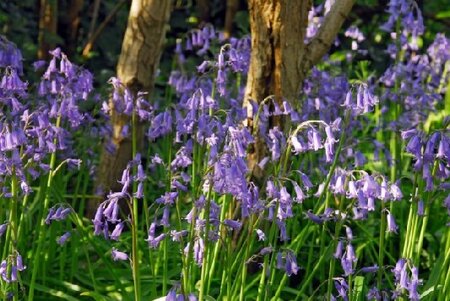 HYACINTHOIDES non-scripta