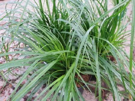 CAREX oshimensis 'Evergreen'