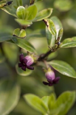 PITTOSPORUM tenuifolium 'Golf Ball' - image 1