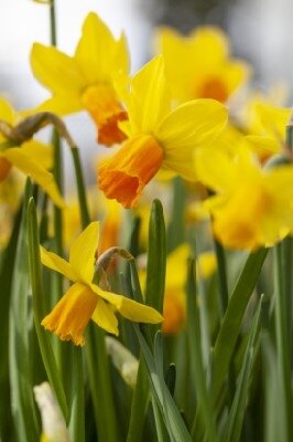 Narcissus 'Gold Disc'