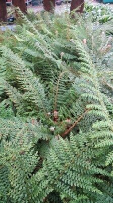 POLYSTICHUM setiferum 'Herrenhausen'