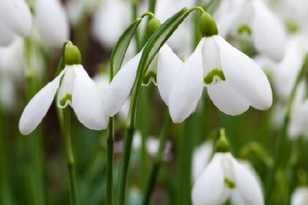 GALANTHUS nivalis