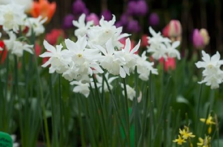 Narcissus 'Thalia'