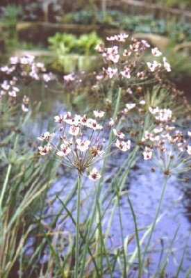 BUTOMUS umbellatus