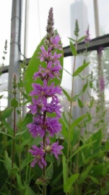 LYTHRUM salicaria