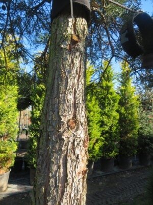 SEQUOIADENDRON giganteum