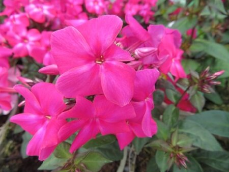 PHLOX paniculata 'Sweet Summer Red'