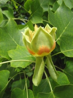 LIRIODENDRON tulipifera