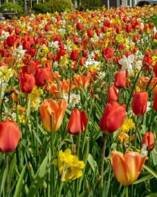 NARCISSI & TULIP FLORIADE MIX