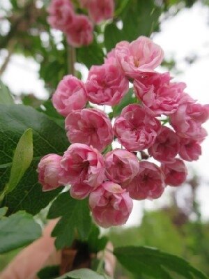 CRATAEGUS x mordenensis 'Toba'