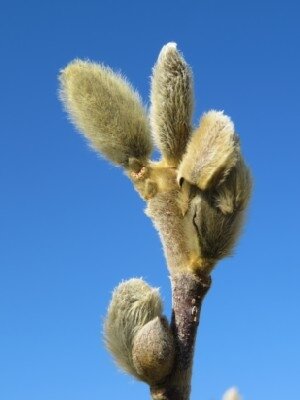 MAGNOLIA stellata - image 1