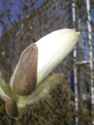 MAGNOLIA stellata - image 2