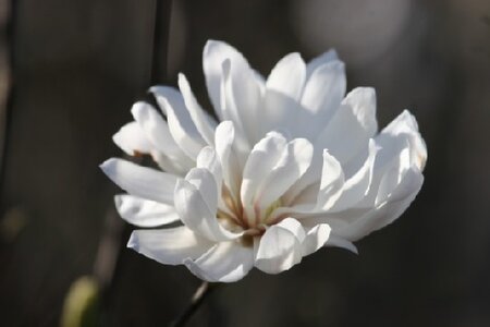 MAGNOLIA stellata - image 3