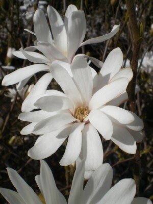 MAGNOLIA stellata - image 4