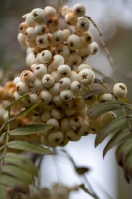 SORBUS 'White Wax' - image 2