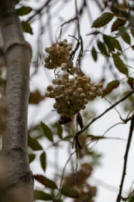 SORBUS 'White Wax' - image 3