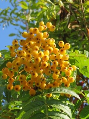 SORBUS 'Autumn Spire' - image 2