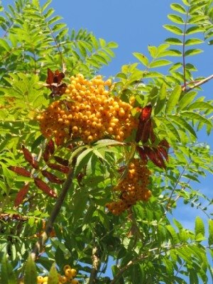 SORBUS 'Autumn Spire' - image 3