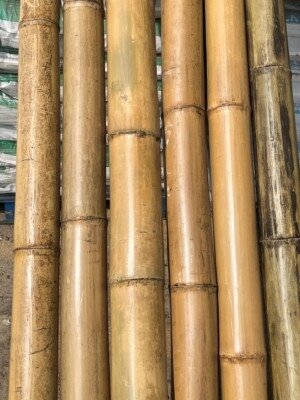 Bamboo Canes 300cm Chunky