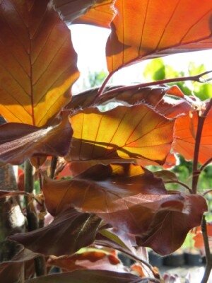 FAGUS sylvatica 'Midnight Feather'