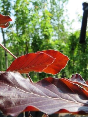 FAGUS sylvatica 'Midnight Feather' - image 2