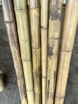 Bamboo Canes 300cm Chunky