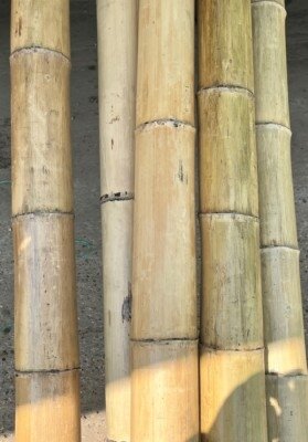 Bamboo Canes 300cm Chunky