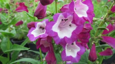 PENSTEMON 'Phoenix Violet'