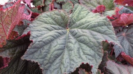 BEGONIA 'Harvest Moon' - image 1