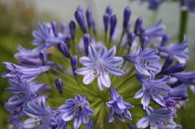 AGAPANTHUS 'Windlebrooke' - image 1