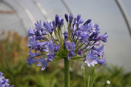 AGAPANTHUS 'Windlebrooke' - image 2