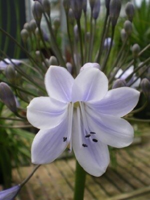 AGAPANTHUS 'Windlebrooke' - image 3