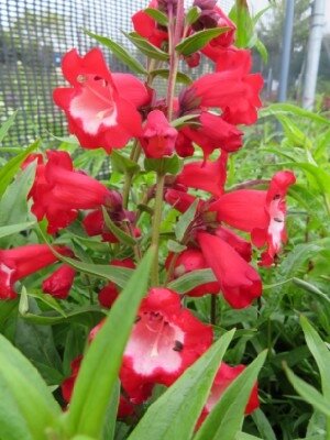 PENSTEMON 'Arabesque Orchid'