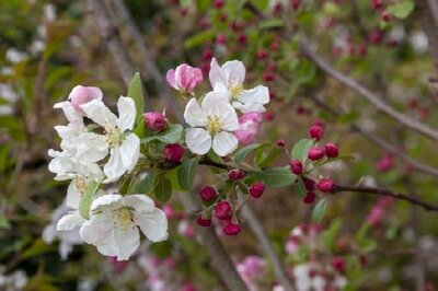 MALUS 'Evereste'