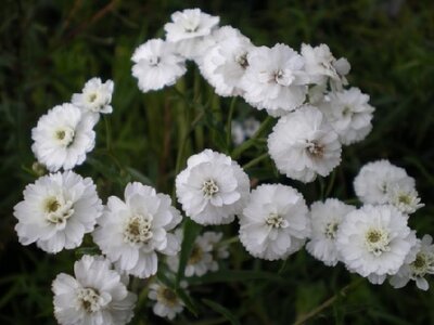 ACHILLEA ptarmica 'The Pearl'