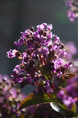 LAGERSTROEMIA indica 'Purple Star' - image 1