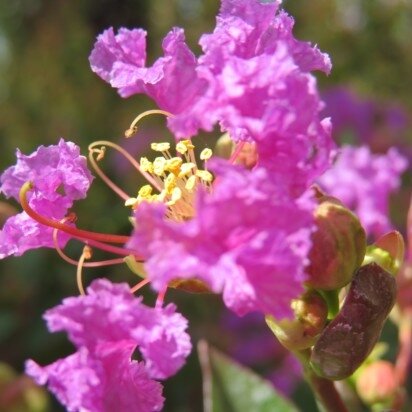 LAGERSTROEMIA indica 'Purple Star' - image 2