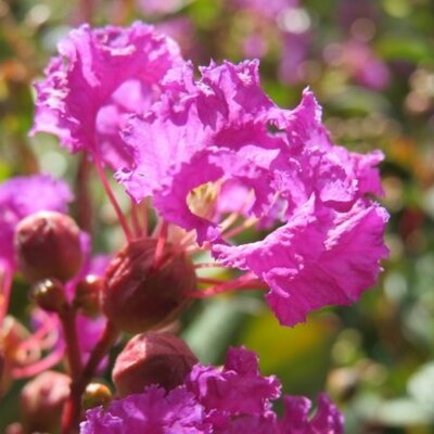 LAGERSTROEMIA indica 'Purple Star' - image 3