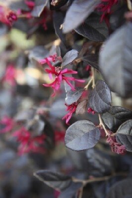 LOROPETALUM chinense 'Black Pearl'