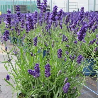 LAVANDULA angustifolia 'Beezee Dark Blue' - image 1