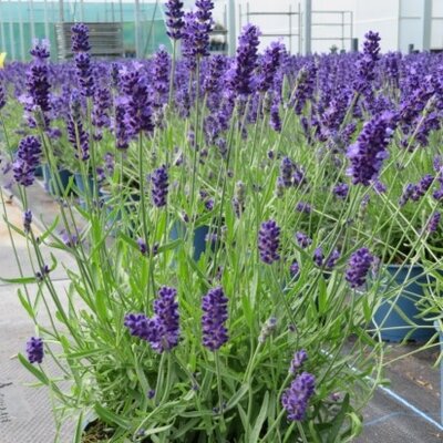 LAVANDULA angustifolia 'Beezee Dark Blue' - image 1