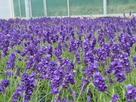 LAVANDULA angustifolia 'Beezee Dark Blue' - image 2