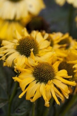 ECHINACEA 'Sombrero Special Yellow Red'