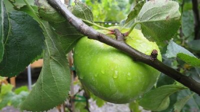 Malus domestica 'Braeburn' (Apple)