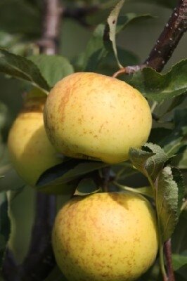 Malus domestica 'Greensleeves' (Apple)