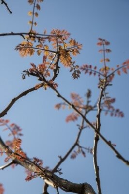 KOELREUTERIA paniculata