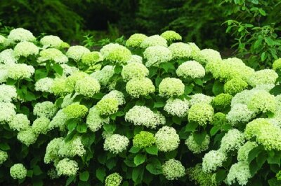 HYDRANGEA arborescens 'Sublime Annabelle'