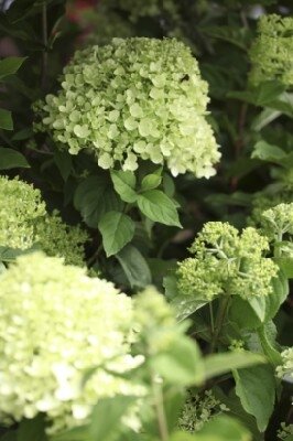 HYDRANGEA paniculata 'Limelight' - image 1