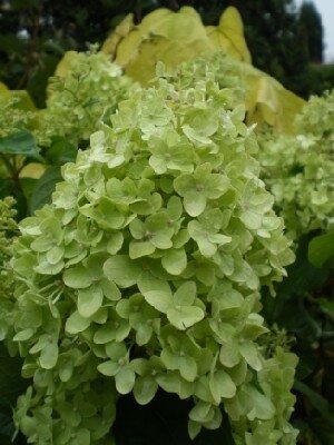 HYDRANGEA paniculata 'Limelight' - image 1