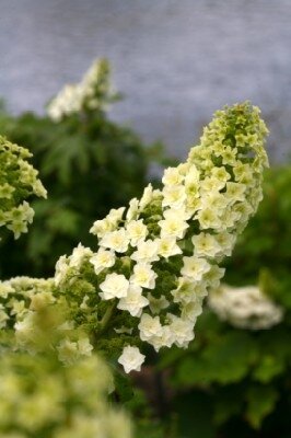 HYDRANGEA quercifolia 'Gatsby Star'